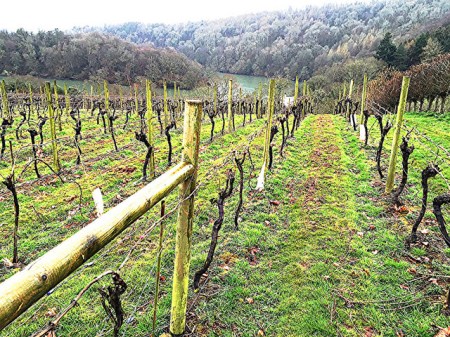 Vines at Sharpham in Devon leading down to the river Dart